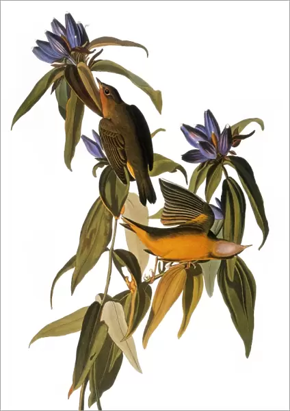 AUDUBON: WARBLER, (1827-38). Connecticut Warbler (Oporornis agilis) by John James Audubon for his Birds of America, 1827-1838