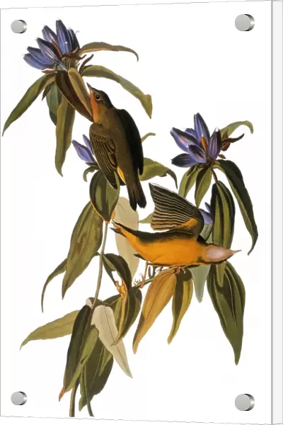 AUDUBON: WARBLER, (1827-38). Connecticut Warbler (Oporornis agilis) by John James Audubon for his Birds of America, 1827-1838