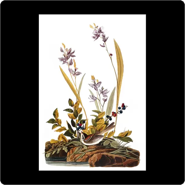 AUDUBON: SPARROW, 1827-38. Field Sparrow (Spizella pusilla) by John James Audubon for his Birds of America, 1827-38