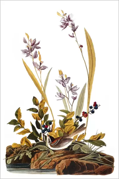 AUDUBON: SPARROW, 1827-38. Field Sparrow (Spizella pusilla) by John James Audubon for his Birds of America, 1827-38