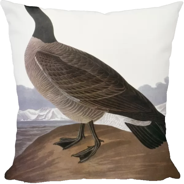 AUDUBON: GOOSE, 1827. Canada Goose (Hutchins Barnacle Goose). Colored engraving from John James Audubons The Birds of America, 1827-38