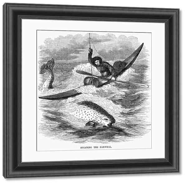 WHALING: NARWHALS. Line engraving, 19th century