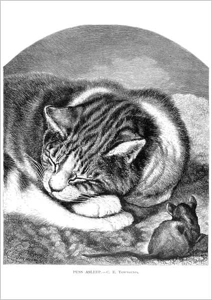 CAT & MOUSE. Puss Asleep. Wood engraving, English, late 19th century