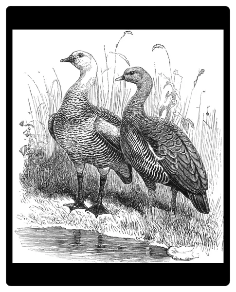 UPLAND GEESE. Male and female half-bred upland geese. Line engraving, 19th century