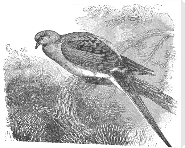 PASSENGER PIGEON. Line engraving, 19th century