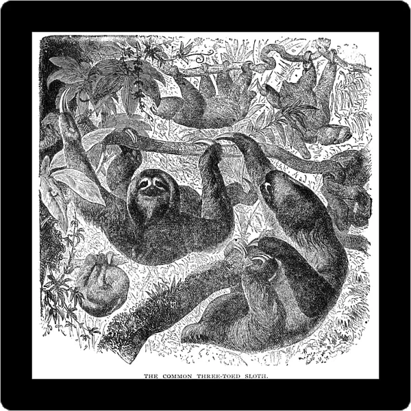 THREE-TOED SLOTH. The three-toed sloth (Bradypus tridactylus). Wood engraving, American, 1904