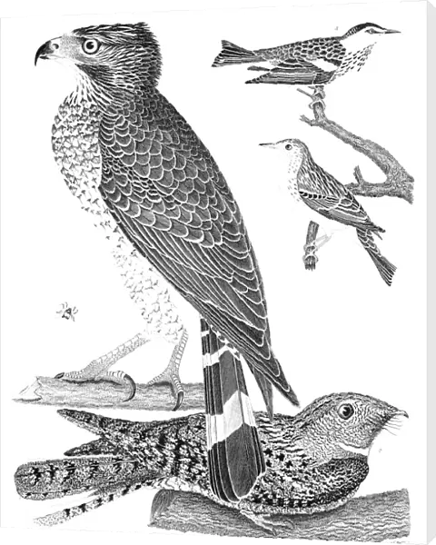 ORNITHOLOGY, 1808-1814. 1. Broad-winged Hawk 2. Chuck-wills-widow 3. Cape-May Warbler 4. Female Black-cap. Line engraving from Alexander Wilsons American Ornithology, 1808-1814