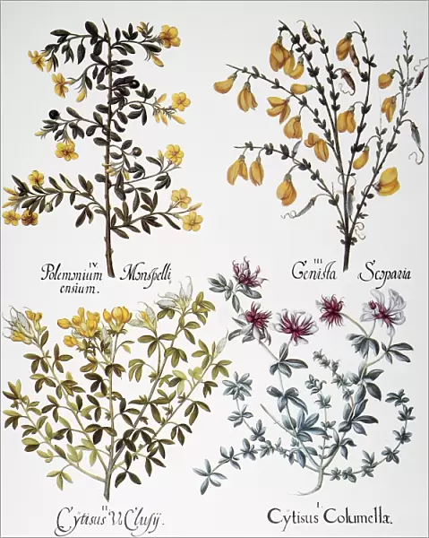JASMINE, 1613. IV: wild jasmine (Jasmium fruticans); III: broom tops (Cytisus scoparius); II: creeping dwarf broom (Chamaecytisus supines); and I: dorycnium (Dorycnium hirsutum): engraving for Basilius Beslers Florilegium, printed at Nuremberg in 1613