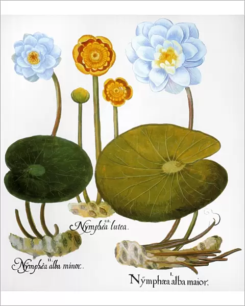 WATER LILY, 1613. Left and right: European white water lily (Nymphaea alba), center: yellow pond lily (Nuphar lutea): engraving for Basilius Beslers Florilegium, Nuremberg, 1613