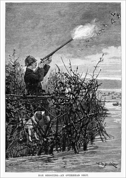 DUCK HUNTING, 1888. Shooting canvas-back ducks on the Chesapeake Bay. Line engraving, American, 1888