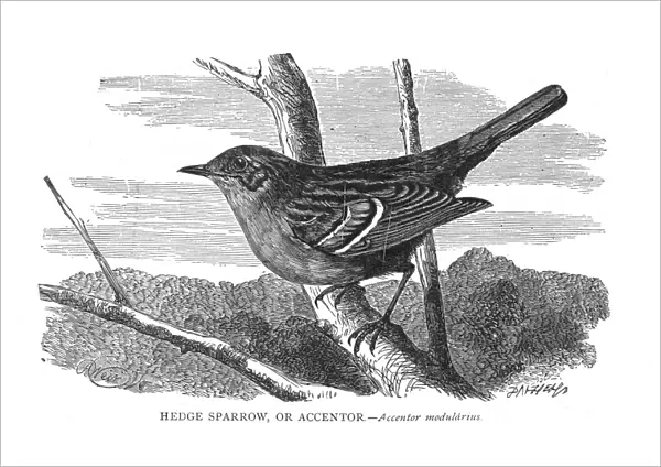 HEDGE SPARROW. Accentor modularius. Wood engraving, 19th century