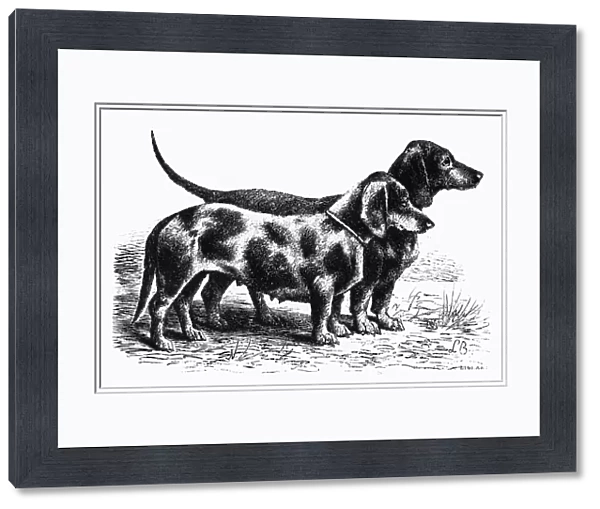 DOGS: DACHSHUNDS. Two dachshunds. Line engraving, 19th century