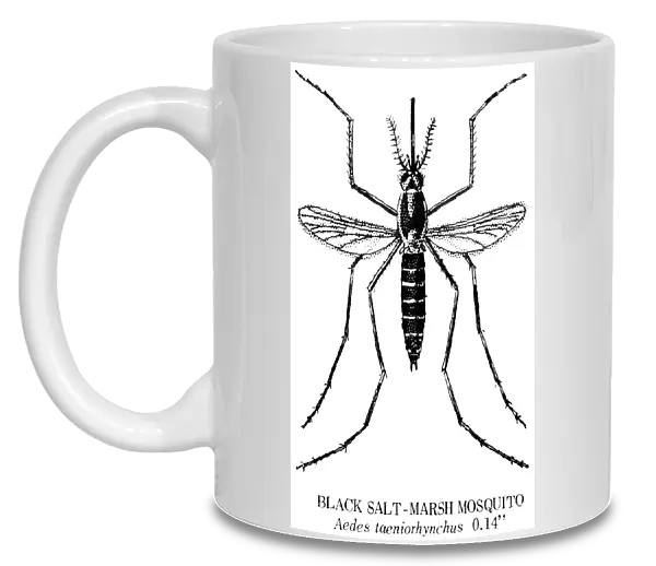 BLACK SALT-MARSH MOSQUITO. The notorius New Jersey Mosquito. Aedes taeniorhynchus