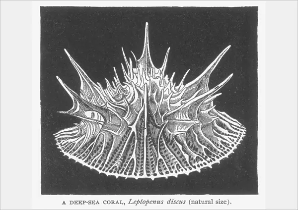 DEEP-SEA CORAL (Leptopenus discus). Wood engraving, 19th century