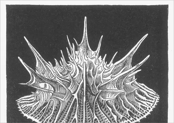 DEEP-SEA CORAL (Leptopenus discus). Wood engraving, 19th century