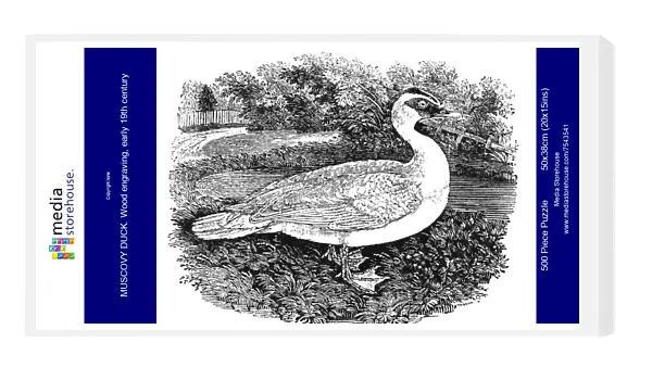 MUSCOVY DUCK. Wood engraving, early 19th century