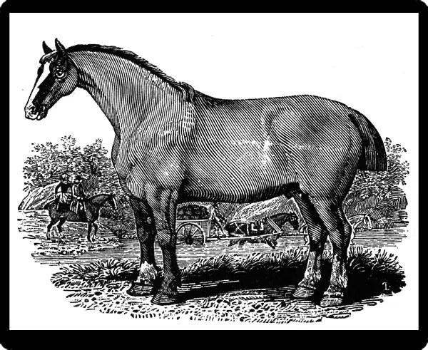 HORSE. Clydesdale horse. Wood engraving, early 19th century