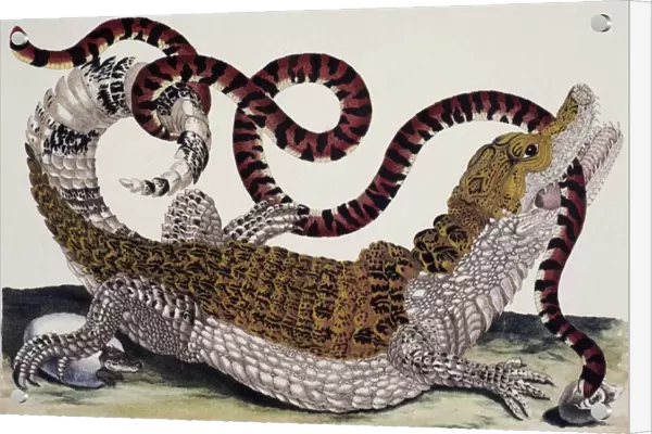CROCODILE & SNAKE. A crocodile of Surinam attempting to devour a snake. Line engraving, c1705, by Maria Sibylla Merian