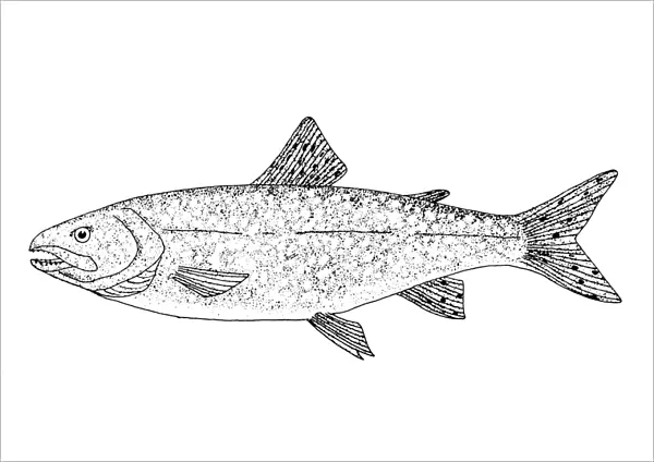 TROUT. Adult lake trout (Salmo trutta morpha lacustris)