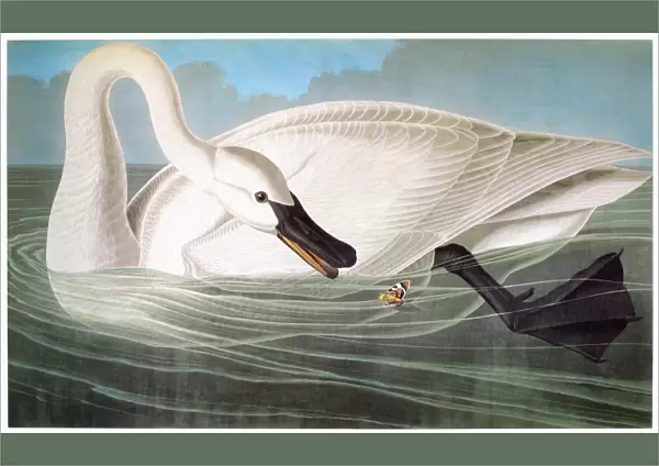 AUDUBON: TRUMPETER SWAN. Trumpeter swan (Olor buccinator) by John James Audubon for his Birds of America, 1827-38