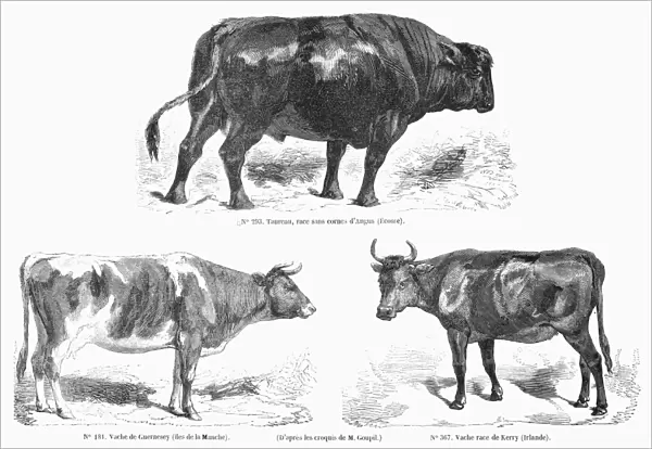 CATTLE BREEDS, 1856. Hornless Angus bull; Guernsey cow; Kerry cow (Ireland). Wood engravings, French, 1856