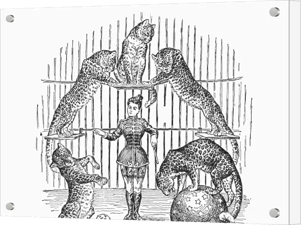 CIRCUS: ANIMALS, 1901. Madame Morelli and her bloodthirsty leopards and jaguars. Wood engraving from an American circus program, c1901