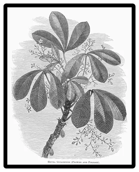 Botany: Hevea Guianensis