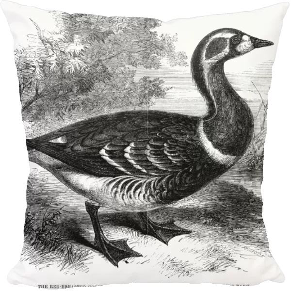 RED-BREASTED GOOSE, 1858. Wood engraving, English, 1858