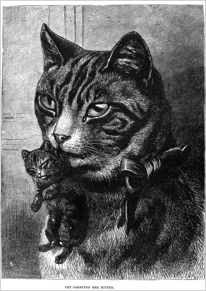 CATS. Cat carrying her kitten. Line engraving, 19th century