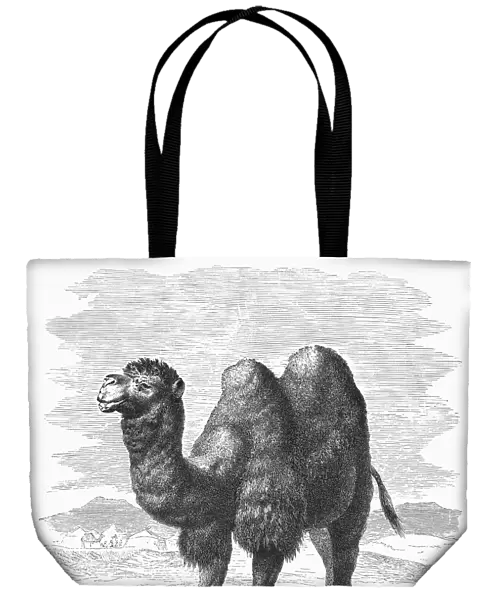 CAMEL. Camelus bactrianus. Line engraving, 19th century