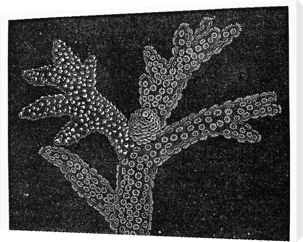 CORAL. Madrepore, branching from lateral buds. Line engraving, 19th century