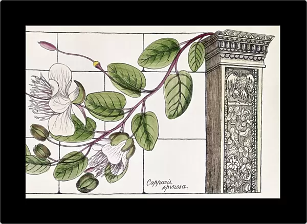 COLOSSEUM: FLOWER. Capparis Spinosa. Color engraving from Flora of the Colosseum of Rome, or Illustrations and Descriptions of 420 Plants Growing Spontaneously upon the Ruins of the Colosseum, by Richard Deaken, 1855