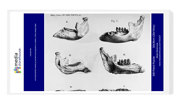 MASTODON BONES. Mastodon jaw bone fossils found at Big Bone Lick, Kentucky, c1766, by George Croghan, who sent them to his friend Benjamin Franklin. Contemporary line engraving
