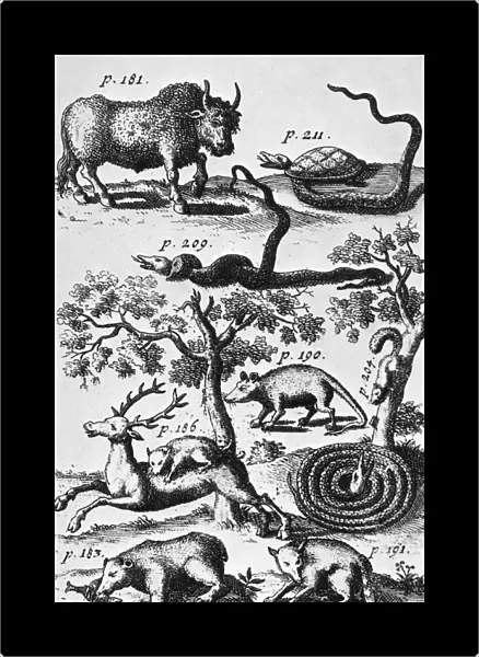 NORTH AMERICA: FAUNA. Engraved frontispiece from the 1712 German edition of John Lawsons A New Voyage to Carolina, showing a buffalo, a terrapin killing a rattlesnake, a blacksnake killing a rattlesnake, a coiled rattlesnake lying in wait for a squirrel, an opossum, a bobcat pulling down a deer, a bear, and a raccoon fishing for crabs with its tail