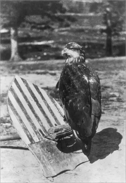 CIVIL WAR: EAGLE MASCOT. Old Abe, the bald eagle which was the mascot of the Eighth Wisconsin Regiment