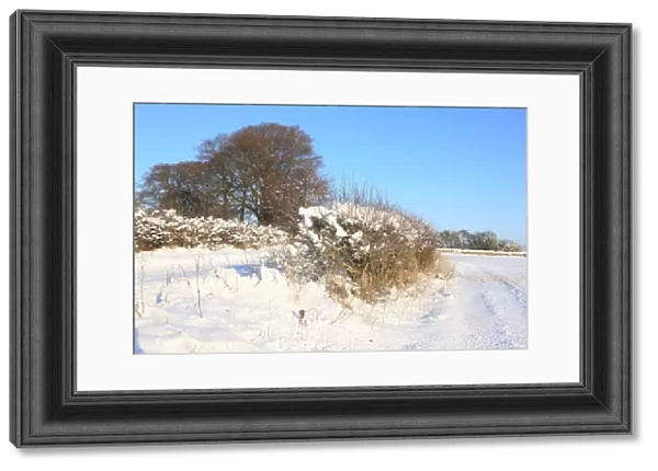 Burford. A road and a hedge covered in snow on cold winters day near the