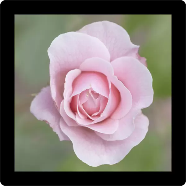 A beautiful pink rose at Poolewe, Scotland