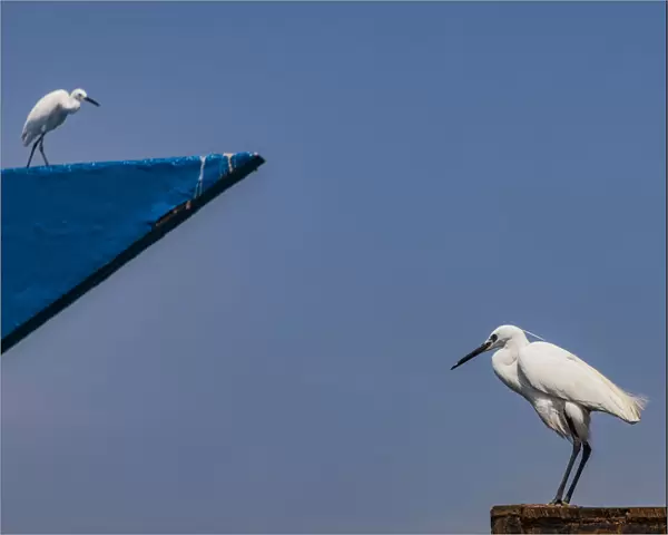 Two egrets at Kollam in Kerala, India