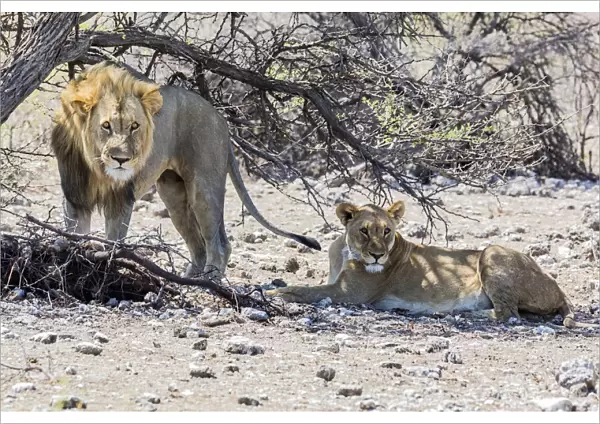 A lion and lioness in Etosha National Park, Namibia