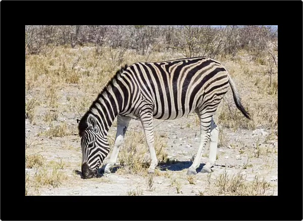 A zebra in Etosha National Park, Namibia