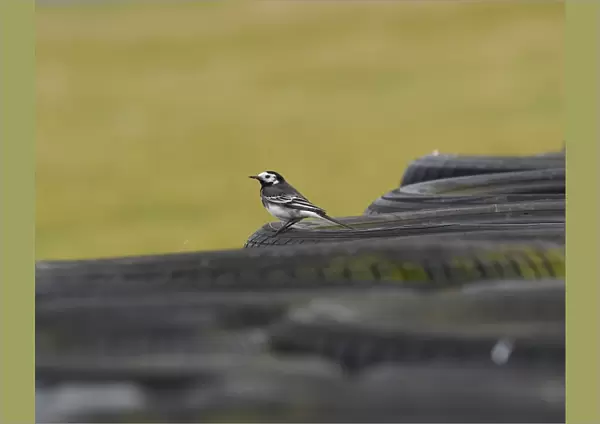 CM19 1635 Pied Wagtail