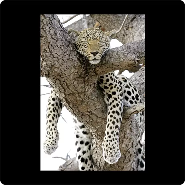 Leopard Sleeping in Tree, Ulusaba Private Game Lodge, Kruger National Park, South Africa, Africa