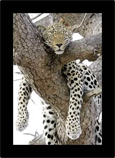 Leopard Sleeping in Tree, Ulusaba Private Game Lodge, Kruger National Park, South Africa, Africa