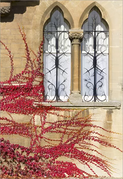 Ivy on the walls of Christ Church College, Oxford, in Autumn