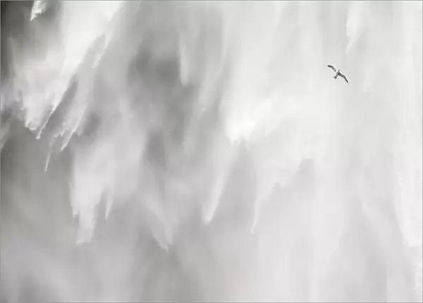 Sk√≥gafoss waterfall in Iceland - flying gull and torrent SkÔêÜÔëÑgafoss waterfall in Iceland - flying gull and torrent