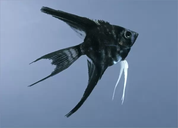 Black marbled veiltail angelfish (Pterophyllum scalare), side view
