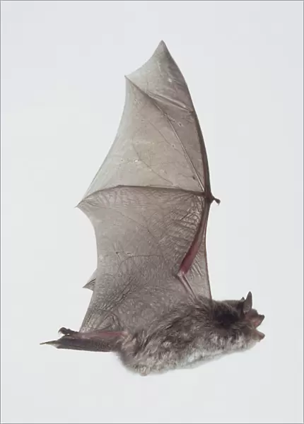 Daubentons bat (Myotis daubentonii) in flight, wings raised, side view