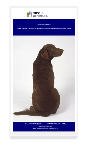 A seated dark brown Chesapeake Bay retriever with strong hindquarters and back gazes over its shoulder
