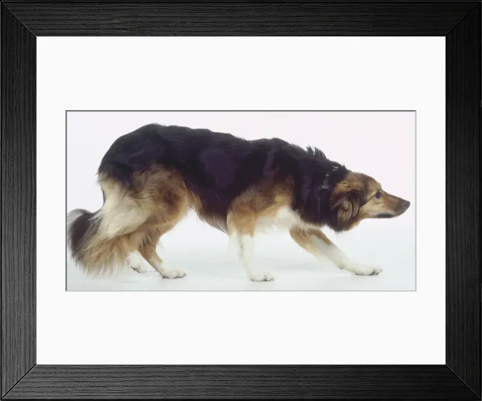Framed Print : Multicolored Dog Profile Print Framed Print : Multicolored Dog Profile Print