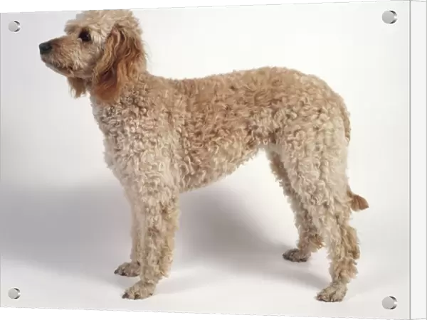 Labradoodle dog standing, side view